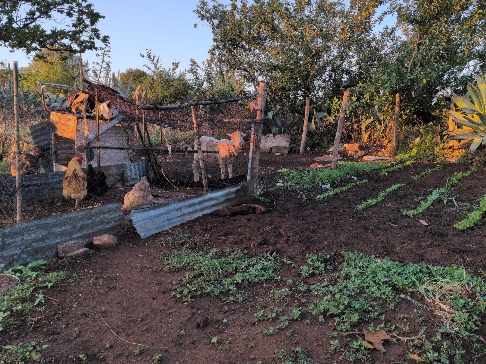 Peace Corps: PST Beginnings
